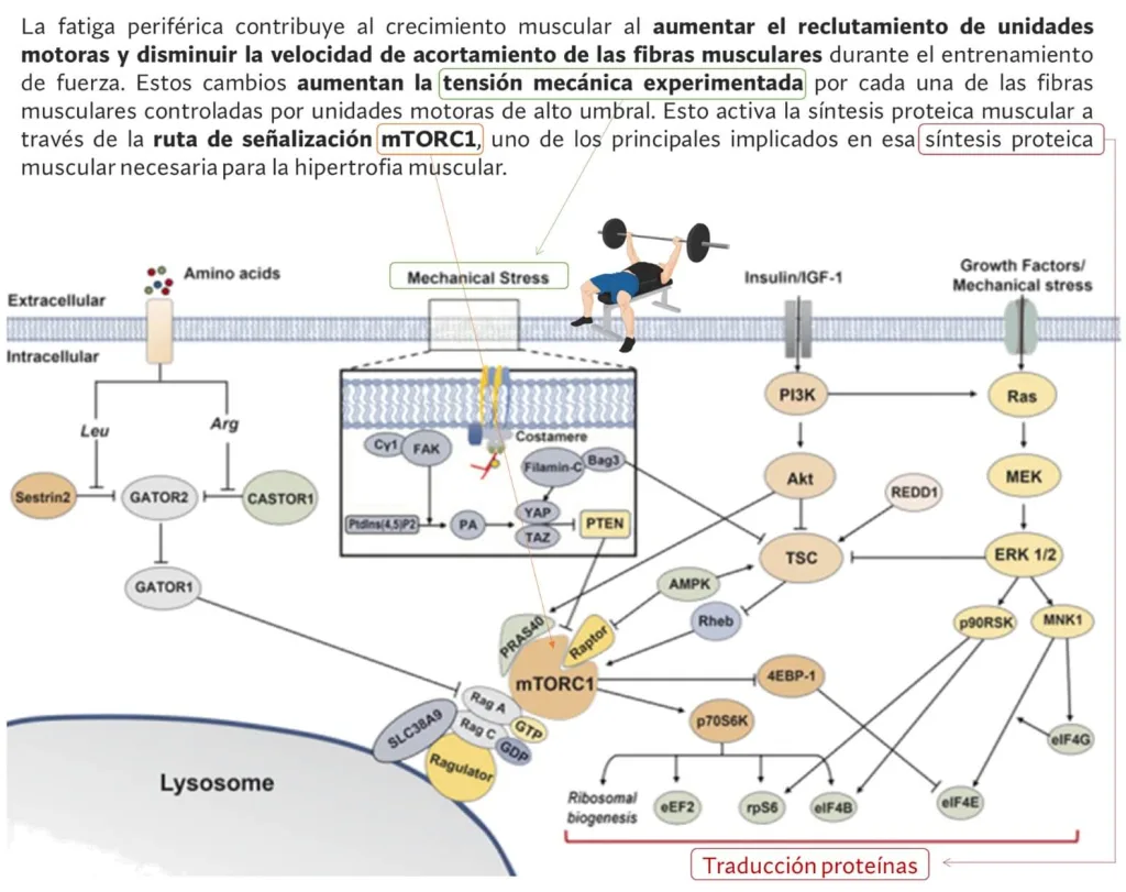 ¿Cuál es la mejor rutina para ganar músculo? - Según la ciencia 5 eventos musculares