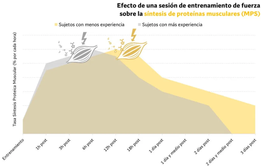 ¿Cuál es la mejor rutina para ganar músculo? - Según la ciencia 7 efecto de sesión de entrenamiento