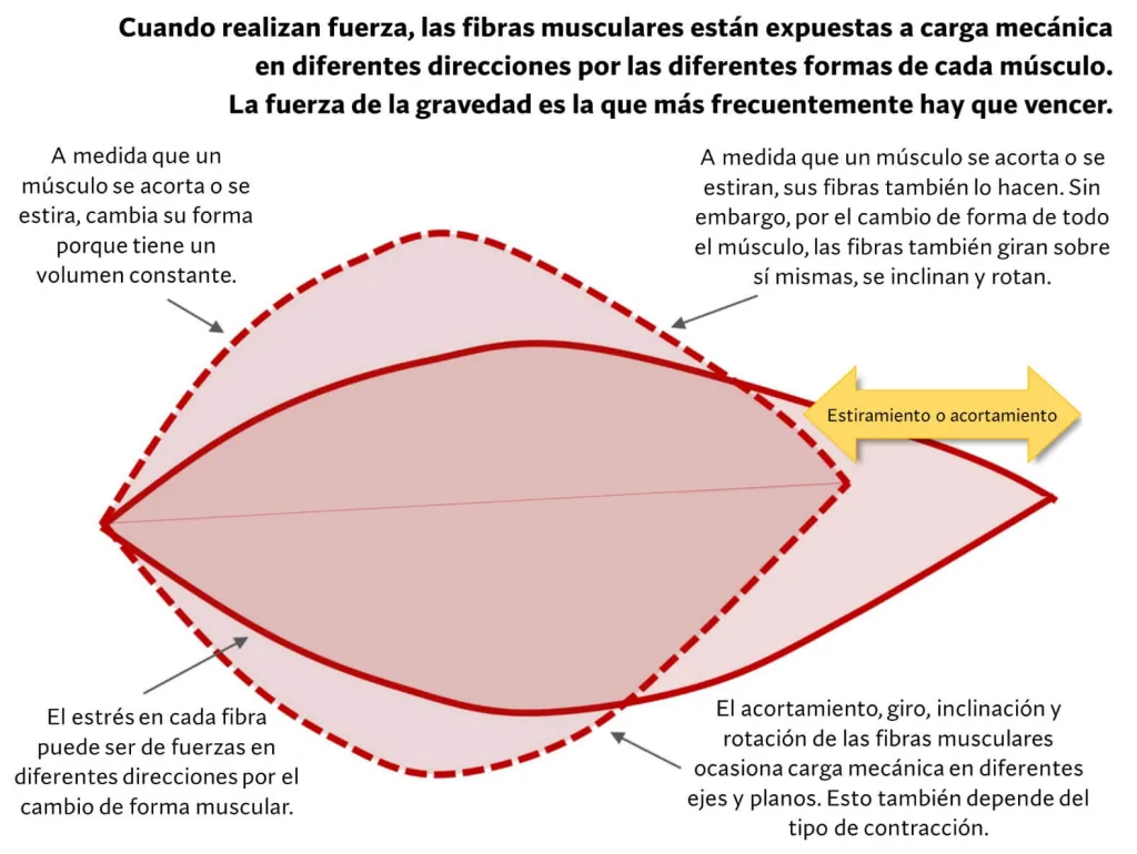 tensión mecánica e hipertrofia