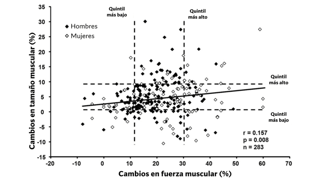 Cambios en tamaño y fuerza muscular