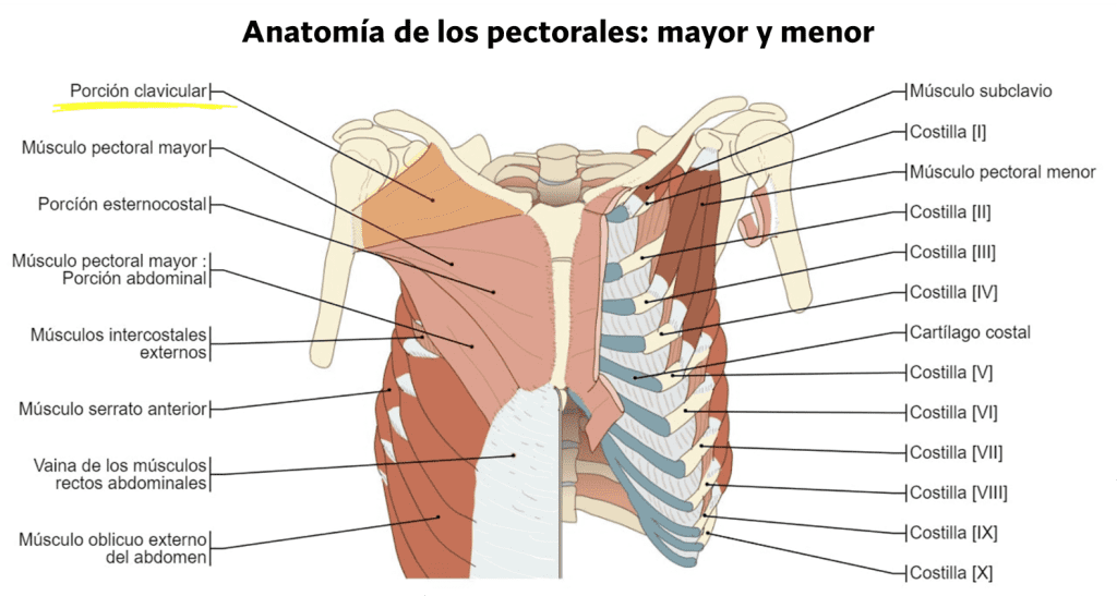 Anatomía del pectoral