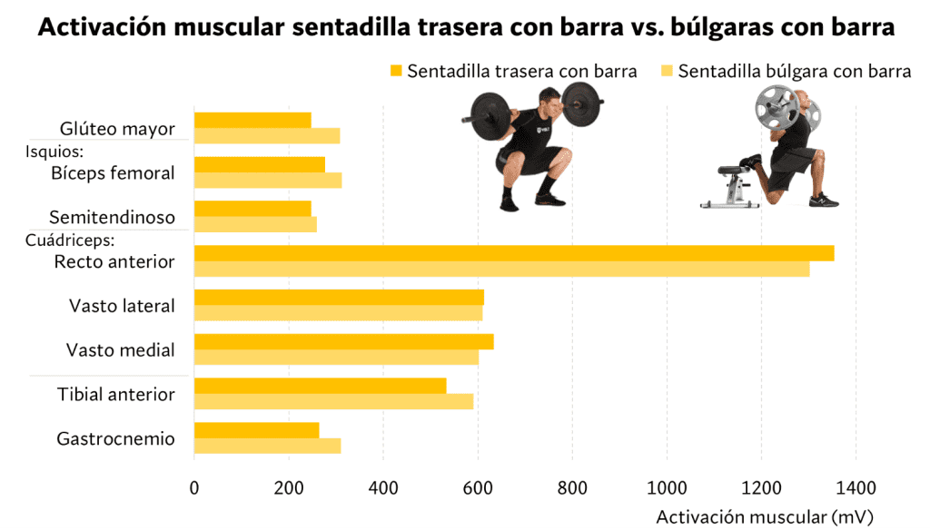 Sentadilla búlgara vs sentadilla con barra, ¿cuál es mejor? 9 Activación muscular sentadilla