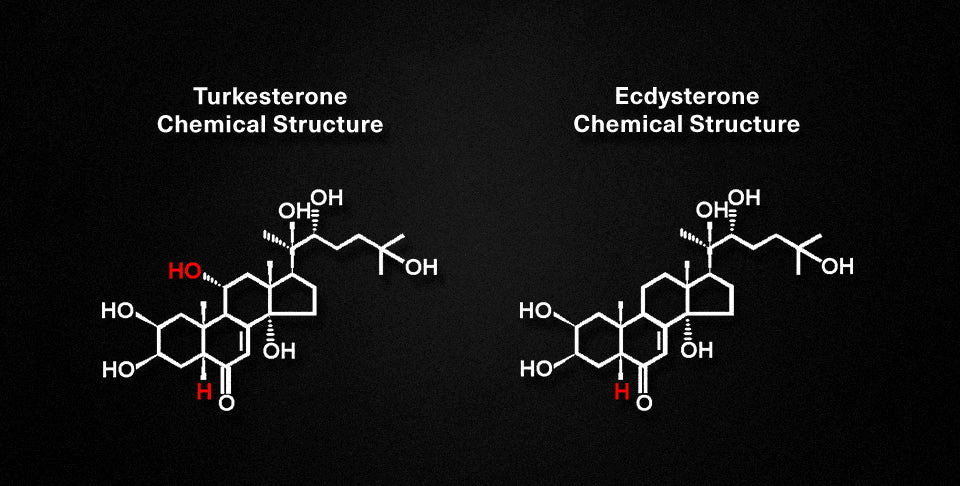 Hormona esteroide turkesterona