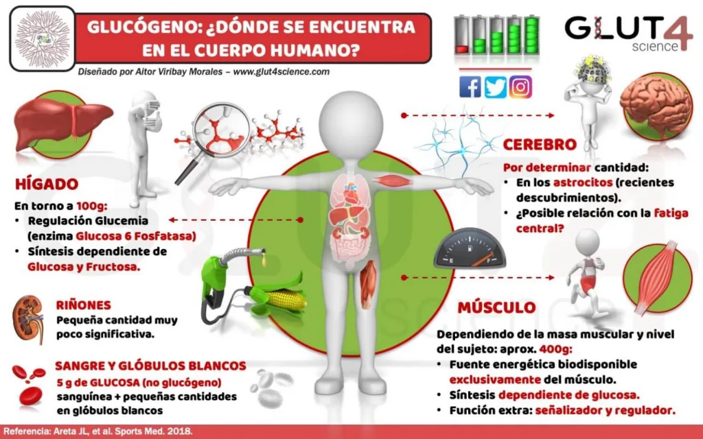 Convertir azúcar en grasa