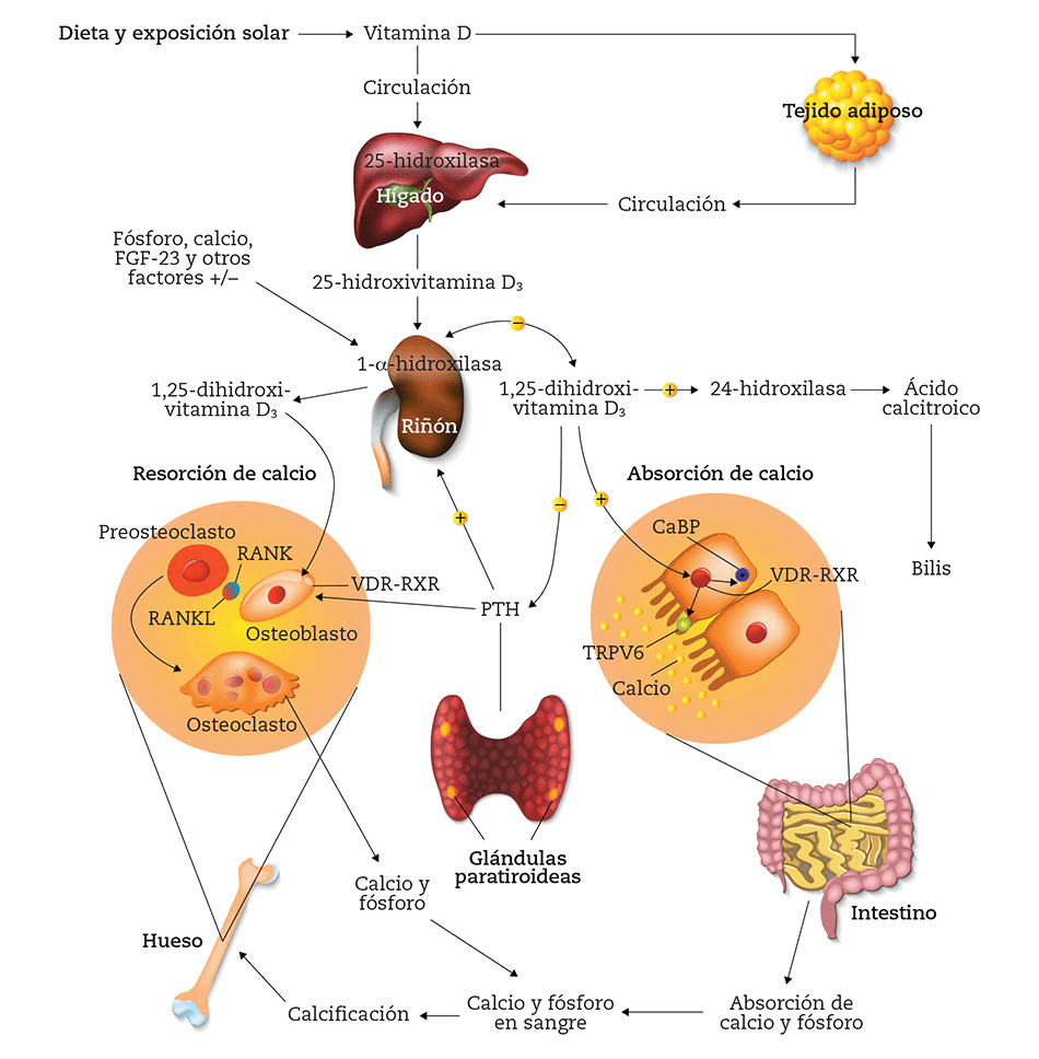 Síntesis y metabolismo de la vitamina D