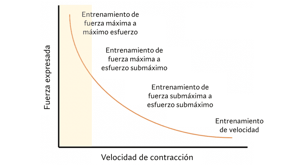 Contracción muscular esfuerzos máximos