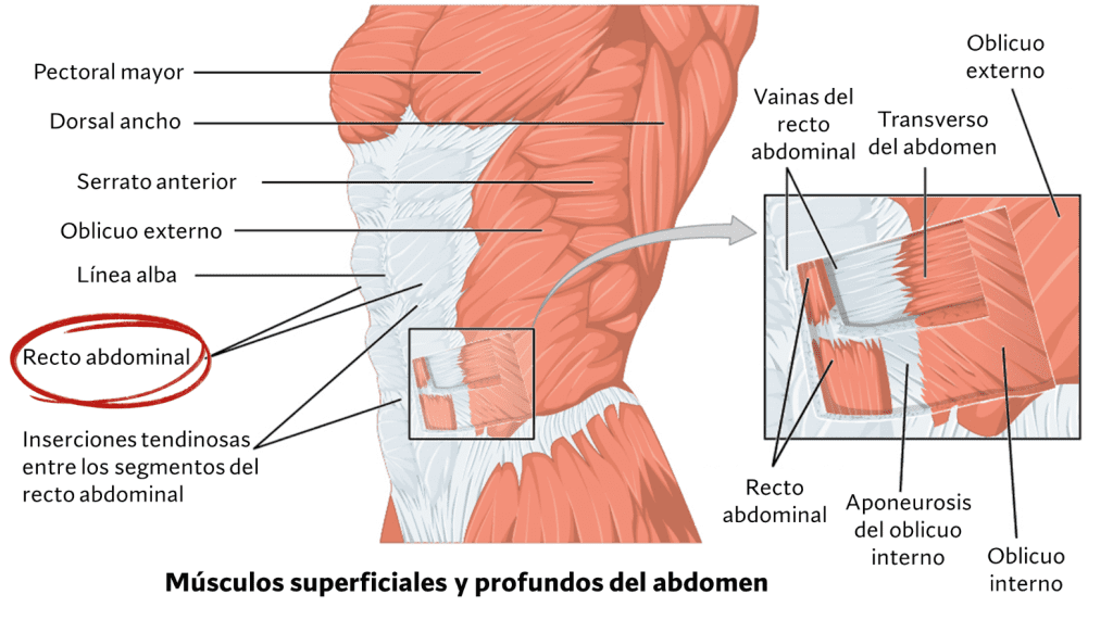 Músculos superficiales y profundos 