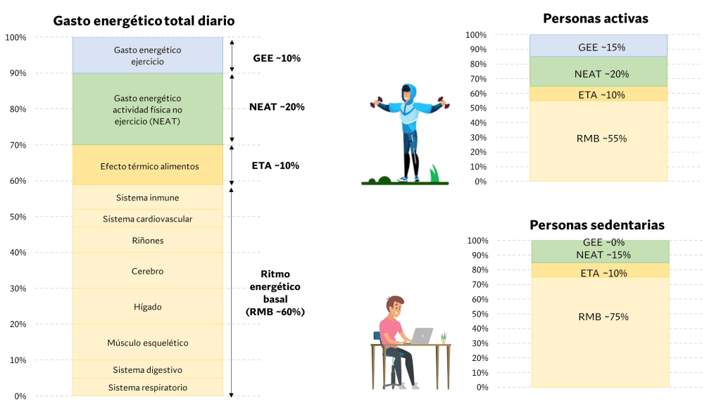5 claves para definir los músculos de forma natural 3 Componentes del gasto energético