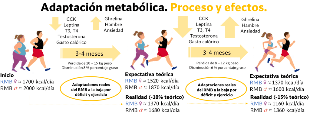 5 claves para definir los músculos de forma natural 7 Adaptación metabólica