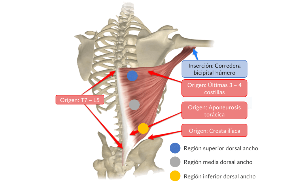 Cómo entrenar y mejores ejercicios para espalda ancha (cuerpo en V) 3 espalda ancha 3