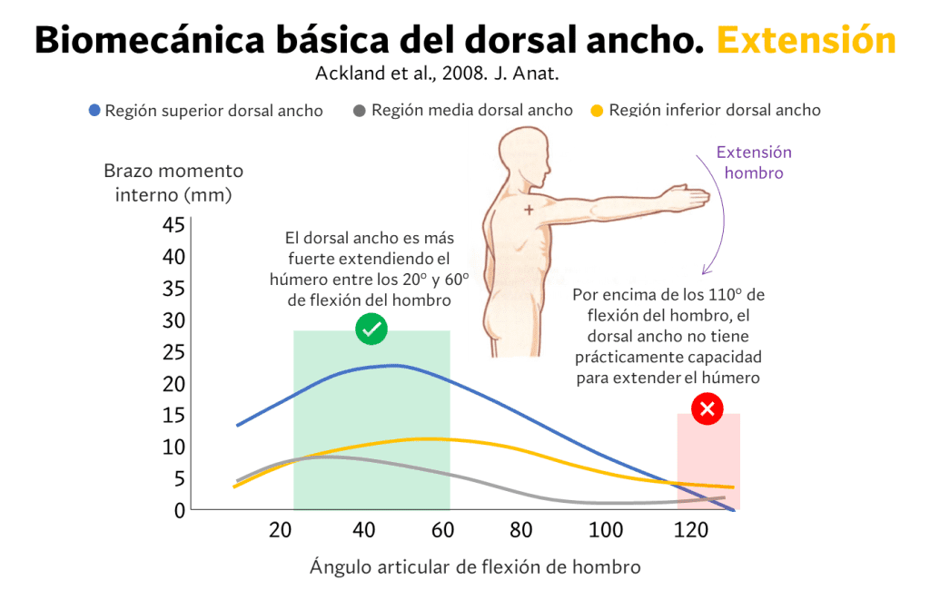 Cómo entrenar y mejores ejercicios para espalda ancha (cuerpo en V) 5 Biomecanica dorsal ancho