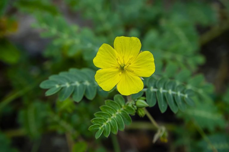 Suplemento Tribulus Terrestris