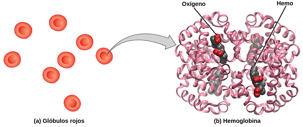La hemoglobina proteína