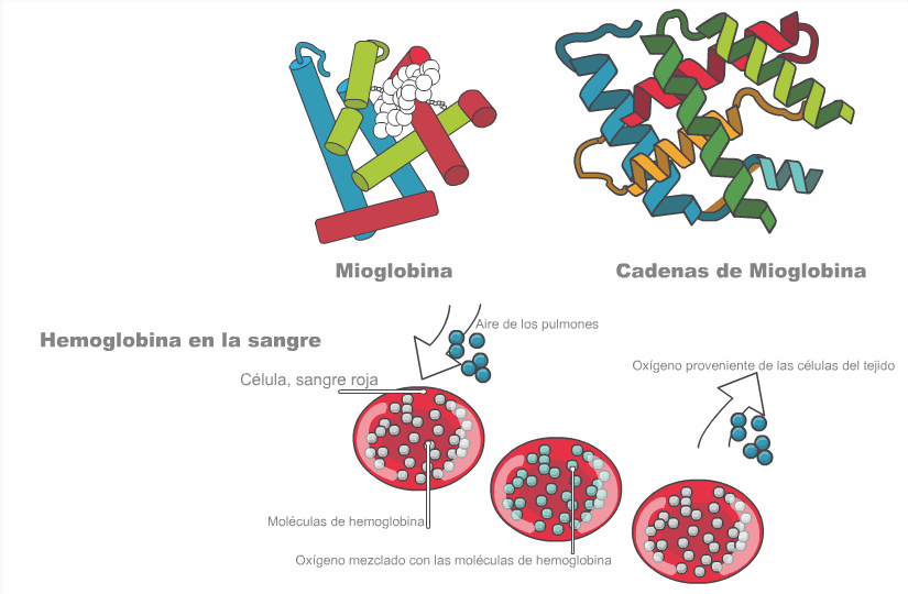 Función de la hemoglobina