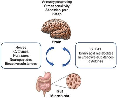 Interacción bidireccional microbiota  y cerebro