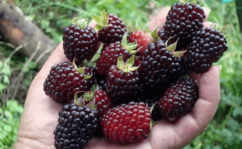 Estas son las frutas con más y menos azúcar, ¿es este un dato importante? 19 Moras bajo en azúcar