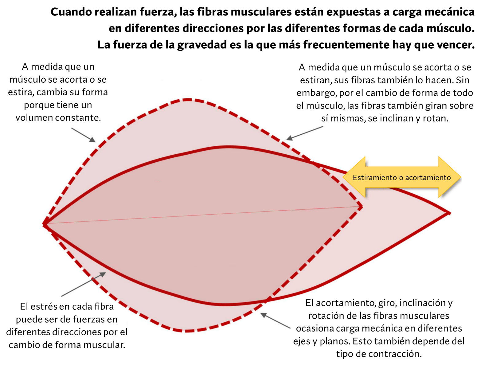 Tensión mecánica que conduce a la hipertrofia 