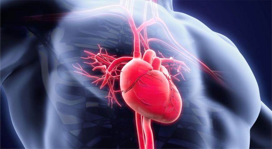 Tensión arterial dentro de un rango saludable