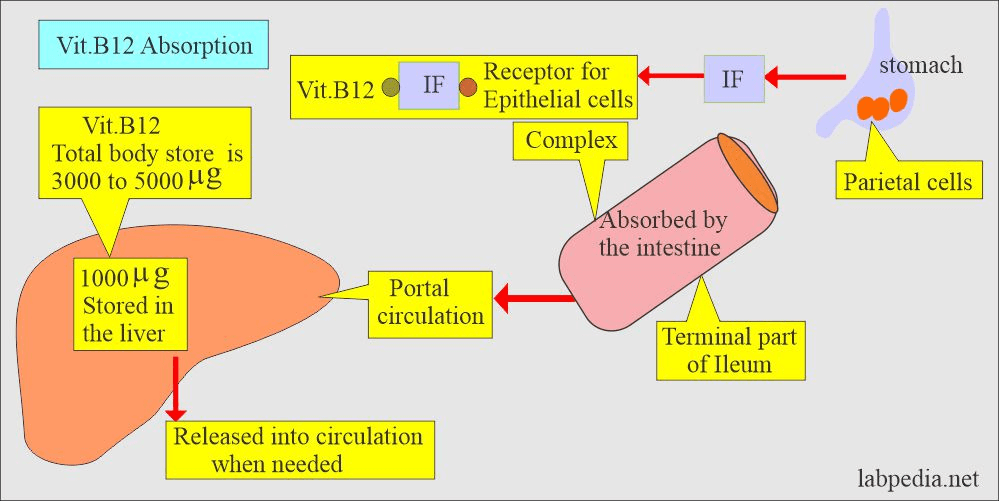 Absorción factor intrínseco y vitamina 