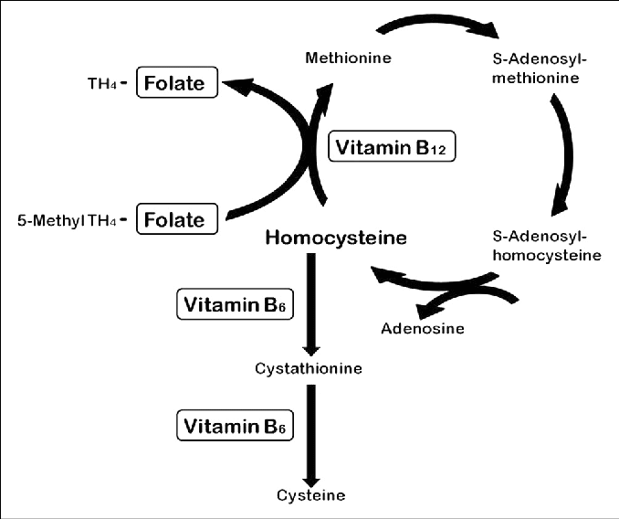 Vías del metabolismo de la homocisteína