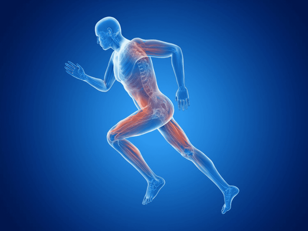 Recarga de glucógeno muscular, ¿en qué consiste? 1 Recarga de glucógeno muscular