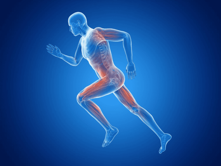 Recarga de glucógeno muscular