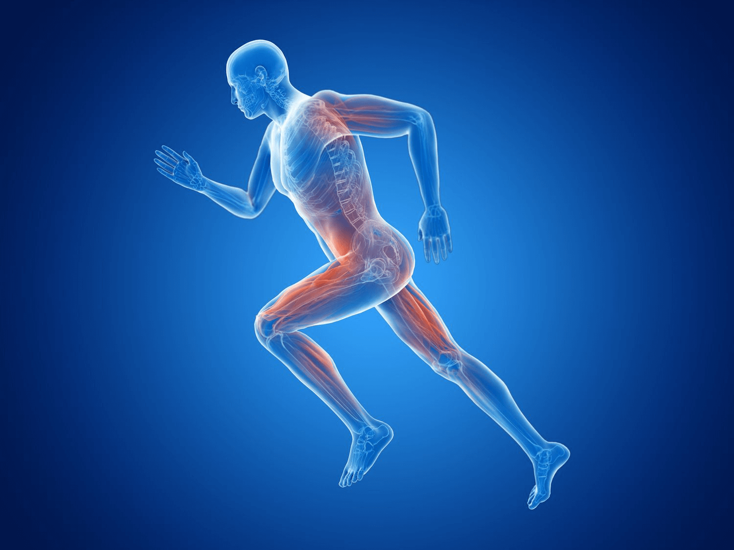 Recarga de glucógeno muscular