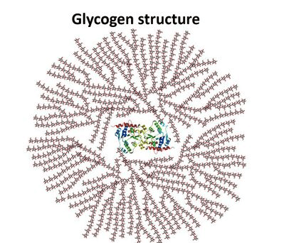Recarga de glucógeno muscular, ¿en qué consiste? 3 La proteína central de la glucogenina