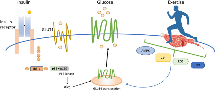 Recarga de glucógeno muscular, ¿en qué consiste? 9 La insulina y el ejercicio
