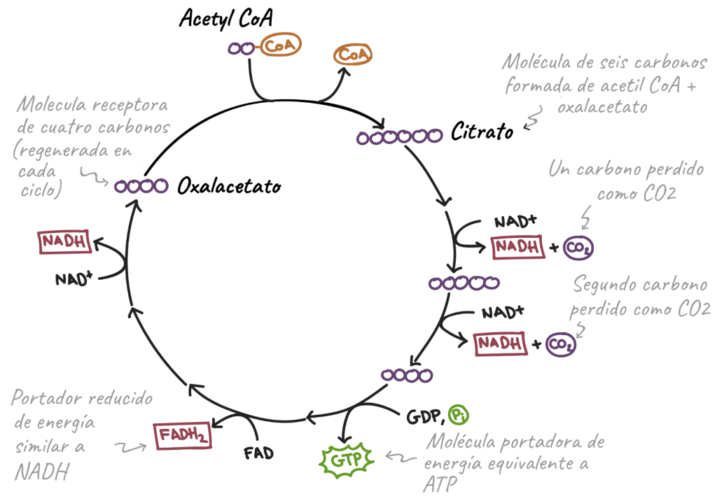 ¿Qué alimentos aportan más energía al cuerpo? 5 Ciclo de Krebs