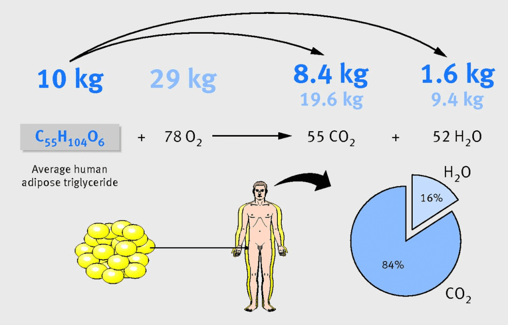 ¿Cómo se elimina la grasa corporal? Este es el proceso natural 7 Convertir grasa en energía utilizable
