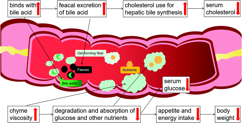 Efectos del gel psyllium en intestino