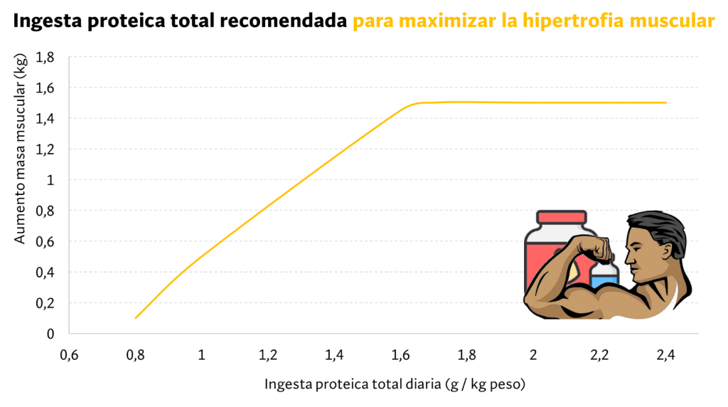 ¿Cuánta proteína debo consumir para ganar músculo? Nuevas investigaciones. 9 Aumento de masa muscular