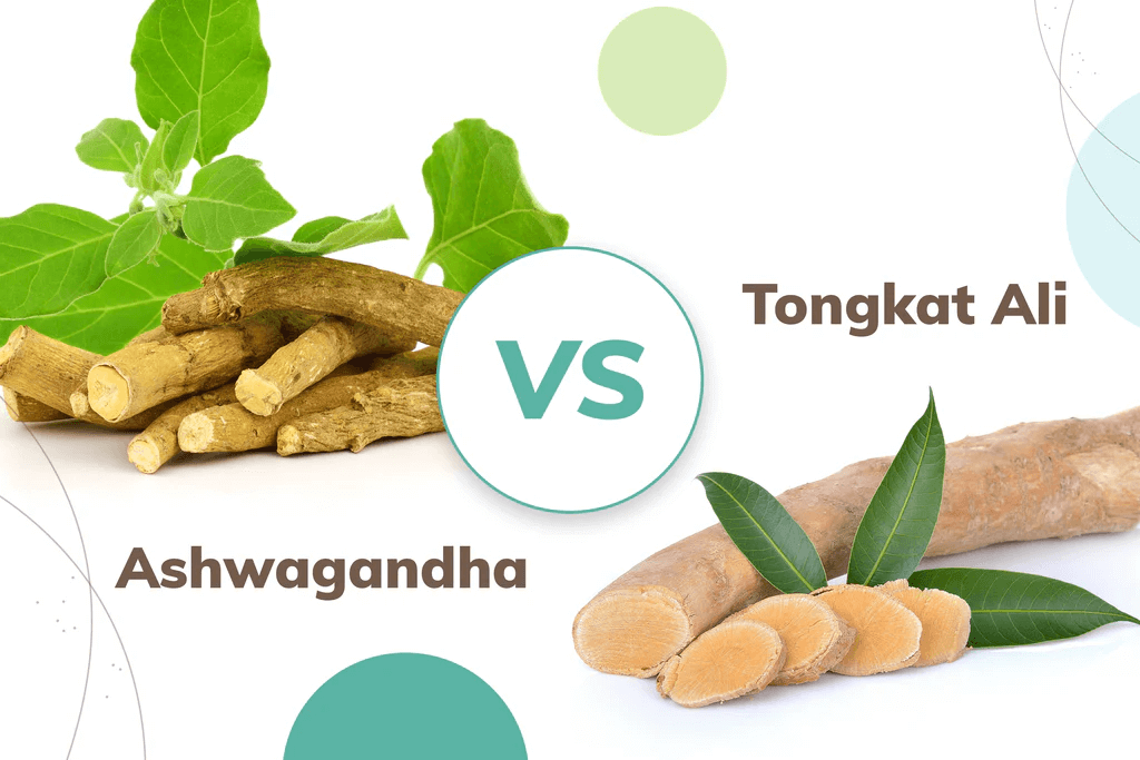 Tongkat ali vs Ashwagandha, diferencias y cuál escoger 1 Tongkat ali vs ashwagandha