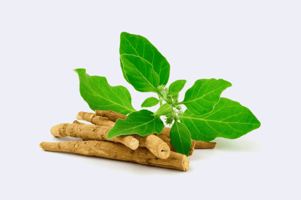 Tongkat ali vs Ashwagandha, diferencias y cuál escoger 3 Escoger Ashwagandha