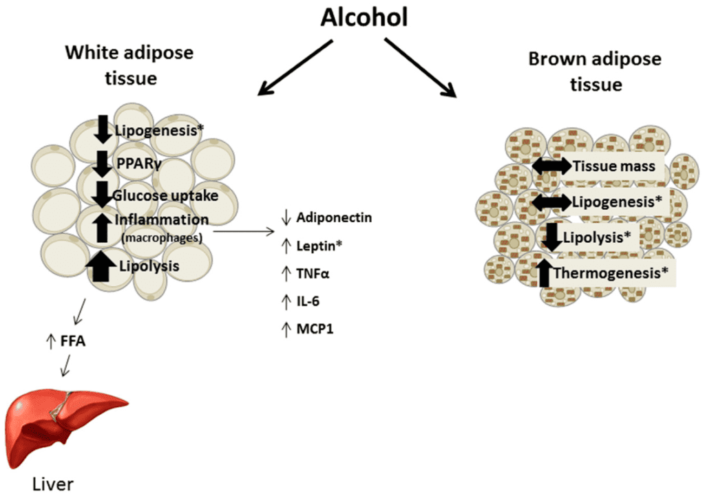 Efectos del alcohol crónico