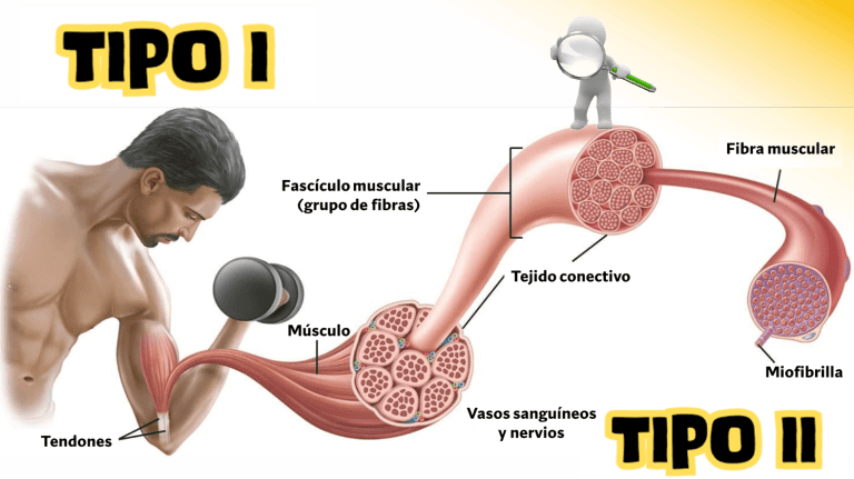 Tipo de fibras musculares