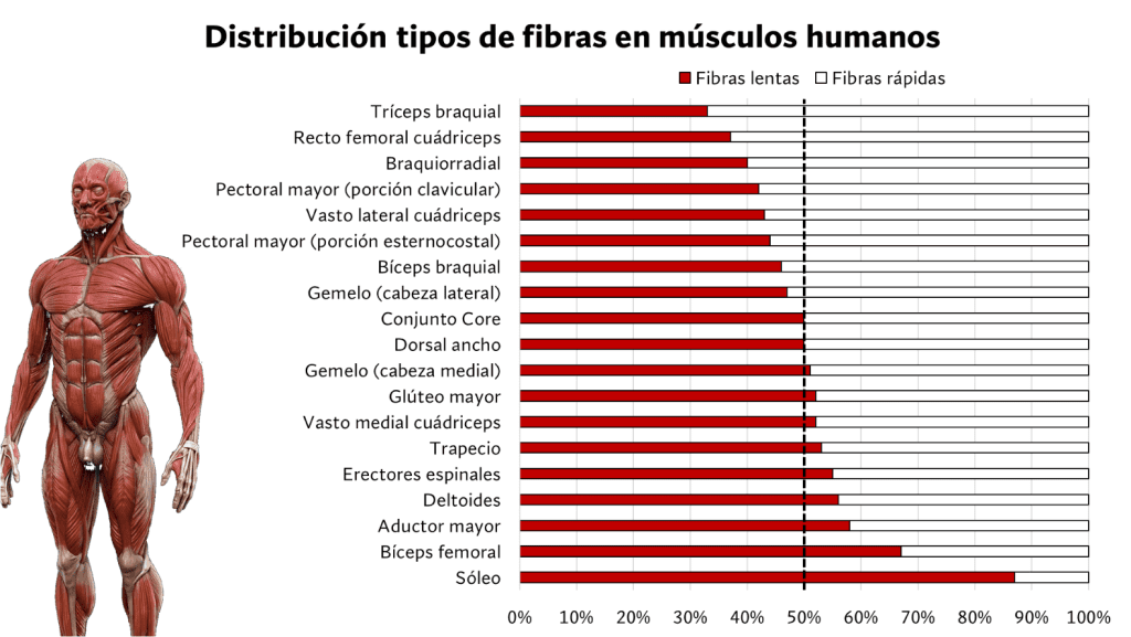 ¿Cómo saber qué tipo de fibras musculares tengo como predominantes? 9 Composición promedio de fibras musculares