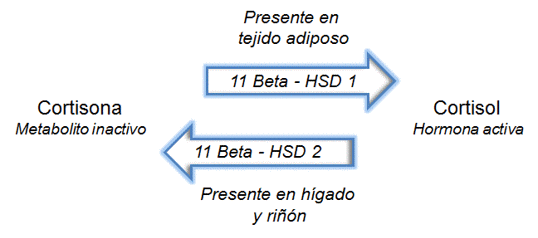 Activación de las enzimas