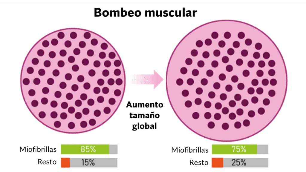 Aumento de fibra muscular bombeo
