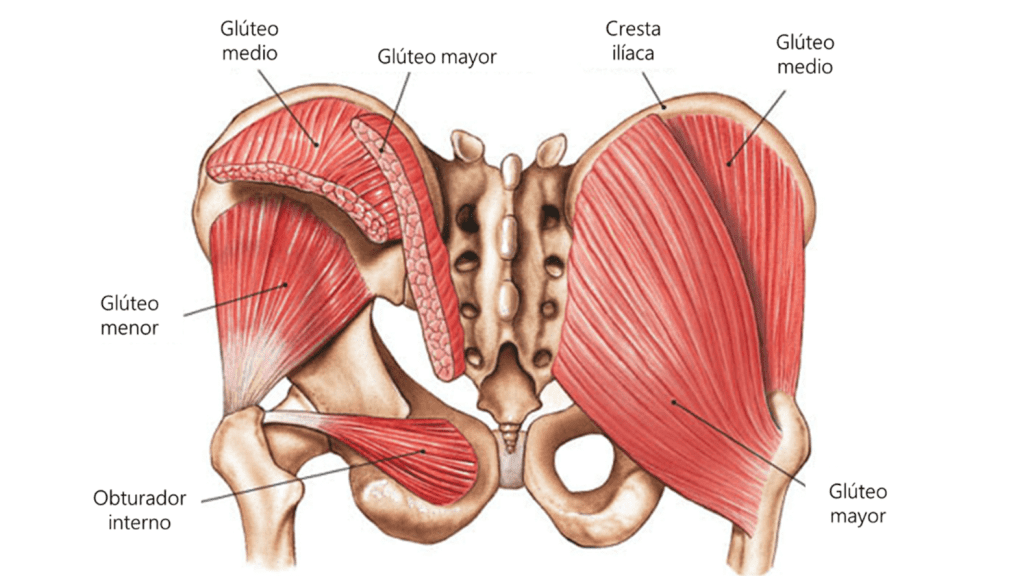 Anatomía de los glúteos