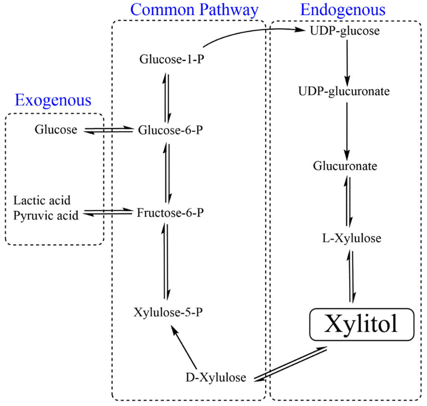 Metabolismo del xilitol