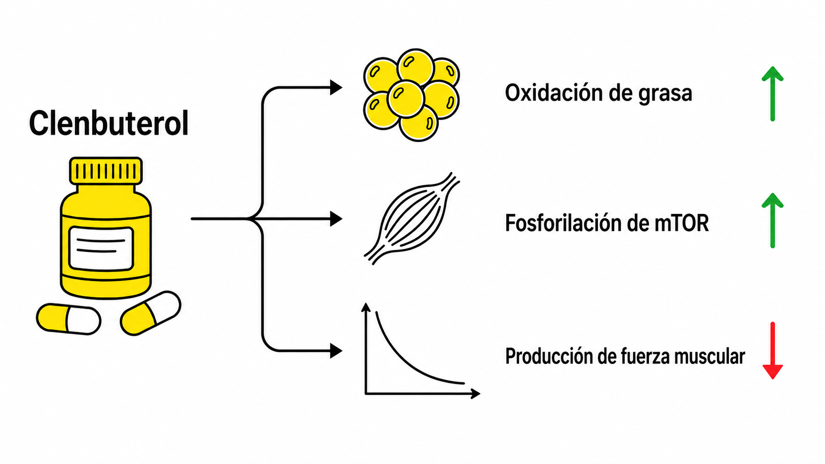 efectos clembuterol