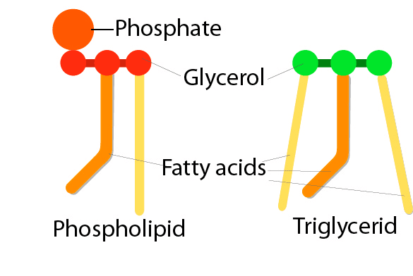 Estructura del aceite de krill 