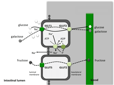 Esquema en inglés del transporte intestinal de glucosa y galactosa por SGLT1 y de fructosa por GLUT5 hacia la sangre