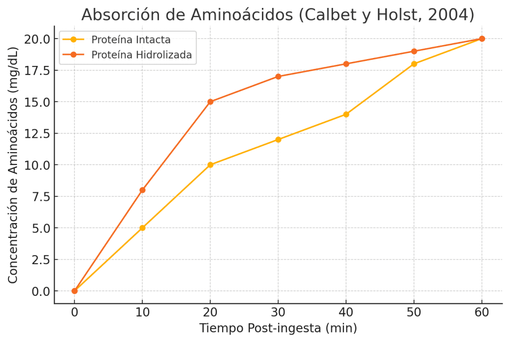 Absorción rápida y eficiente de aminoácidos