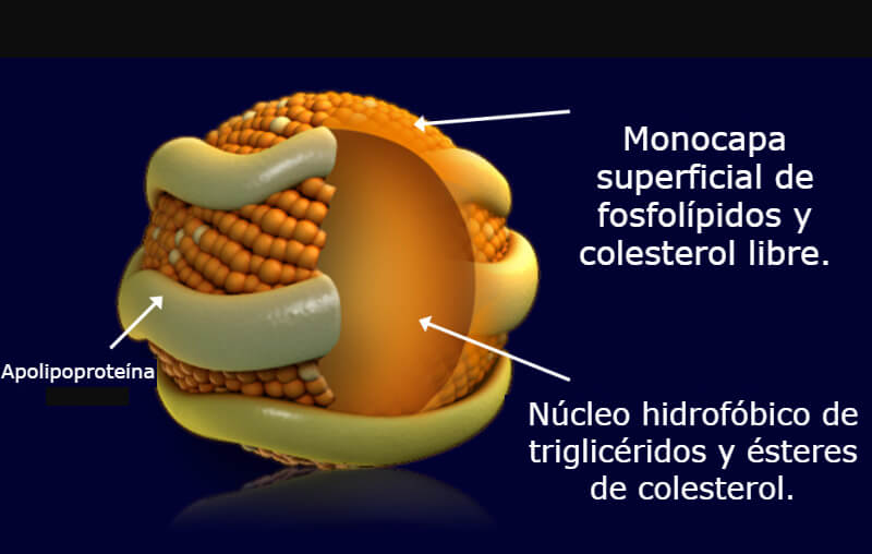 Núcleo de la confusión lipoproteinas
