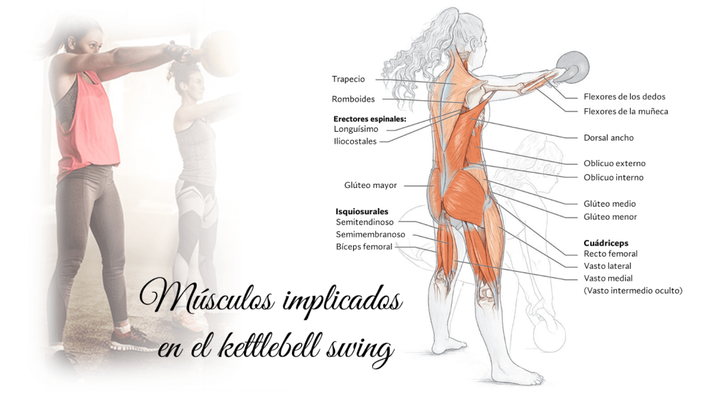 Músculos implicados en kettlebell swing