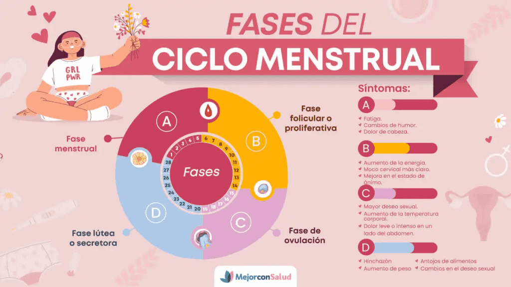 Fases del ciclo menstrual de la mujer