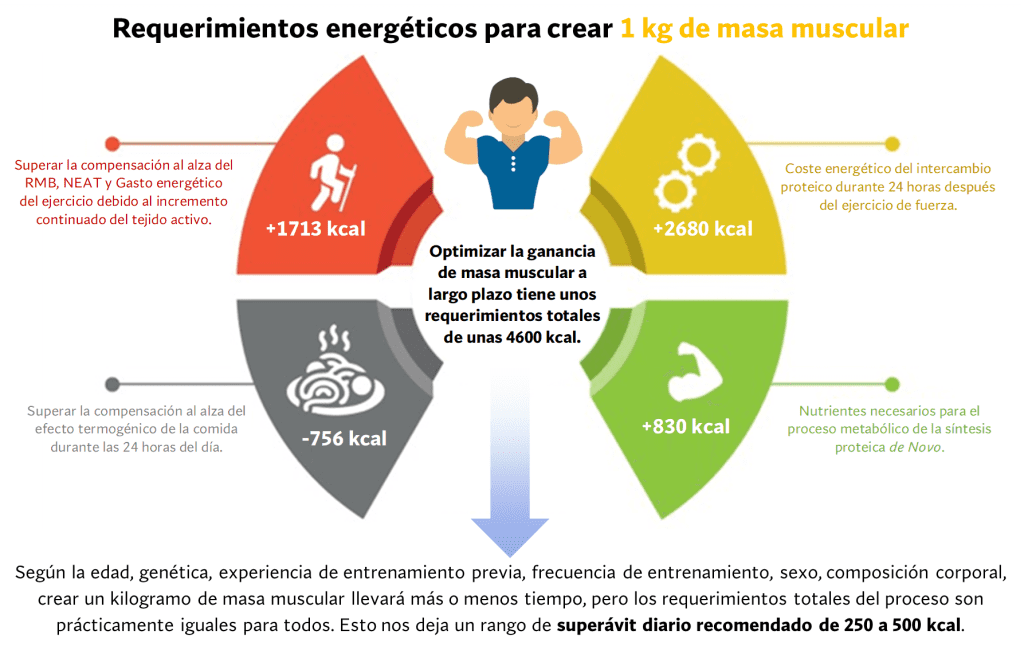 Requerimientos energéticos ganar masa muscular